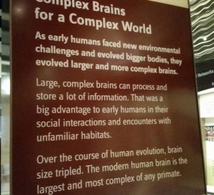 Complex brains
